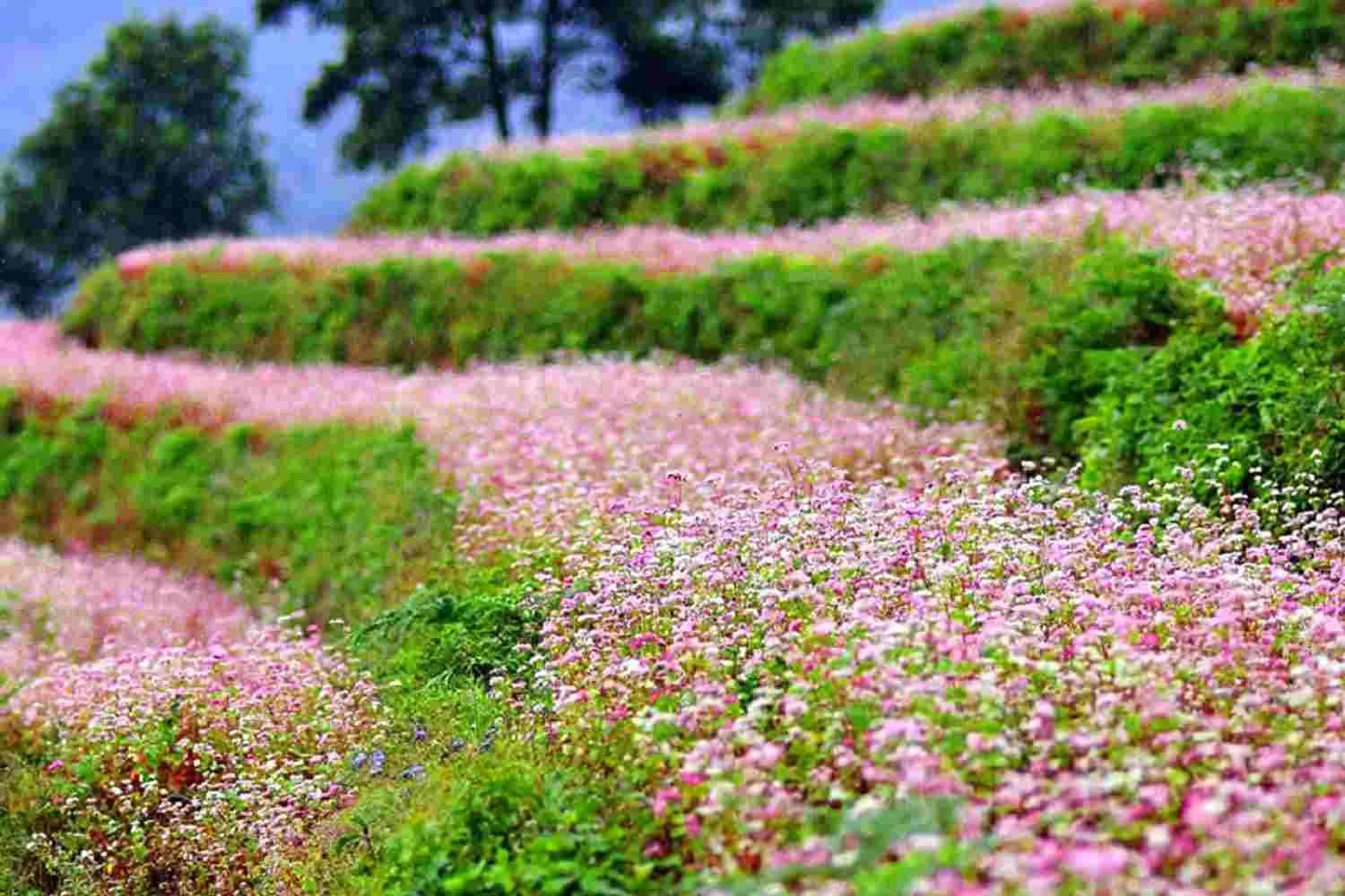 Tượng trưng cho núi rừng Hà Giang ta phải nhắc tới 7 yếu tố nào?